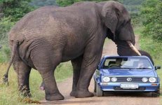 elephant-car.jpg