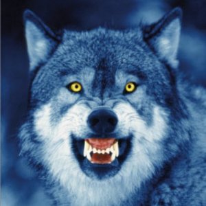 PH0278 Wolf Posters