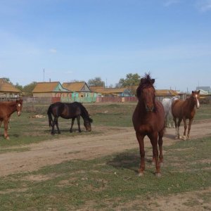 Лошади около протоки Б Бакланья (Астраханская обл)