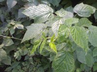 20100808844.jpg