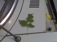 20100808850.jpg
