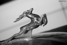 PICT7982-0.jpg