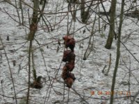 DSCN9515.jpg