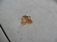 IMG_3065.jpg