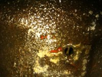 IMG_20110925_154340.jpg