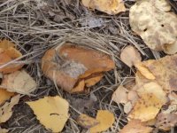 DSCF5119.JPG