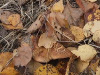DSCF5121.JPG