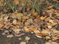 DSCF5122.JPG