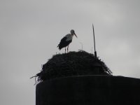 DSCN6375.JPG