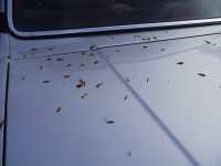 DSCF2117.JPG