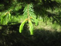 IMG_3323.jpg