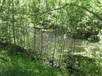 IMG_3330.jpg