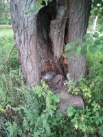 IMG_20120810_180011.jpg