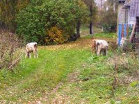 IMG_20130915_120412.jpg