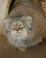 manul_03.jpg