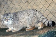 manul_06.jpg