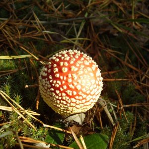 Грибок