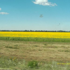Вид из поезда.Поле подсолнухов
