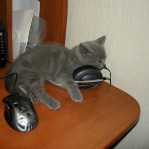 3 мес