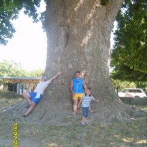 Тюльпановое дерево