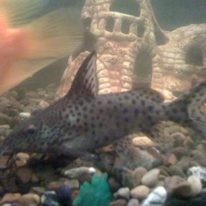 IMG 0274[1]