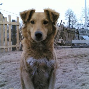 ЛИСА