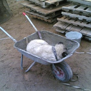 СЛАДКО СПИТСЯ?????)))))))))