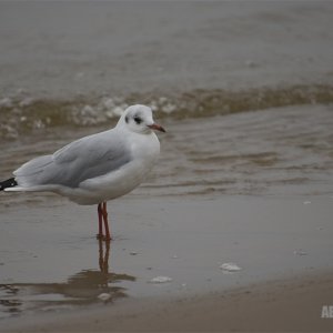 _DSC2534