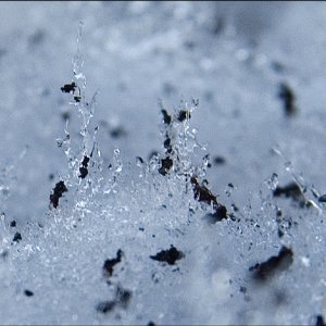То, что выросло под мангалом