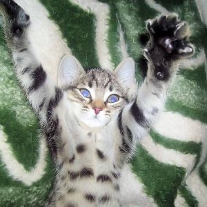 котенок