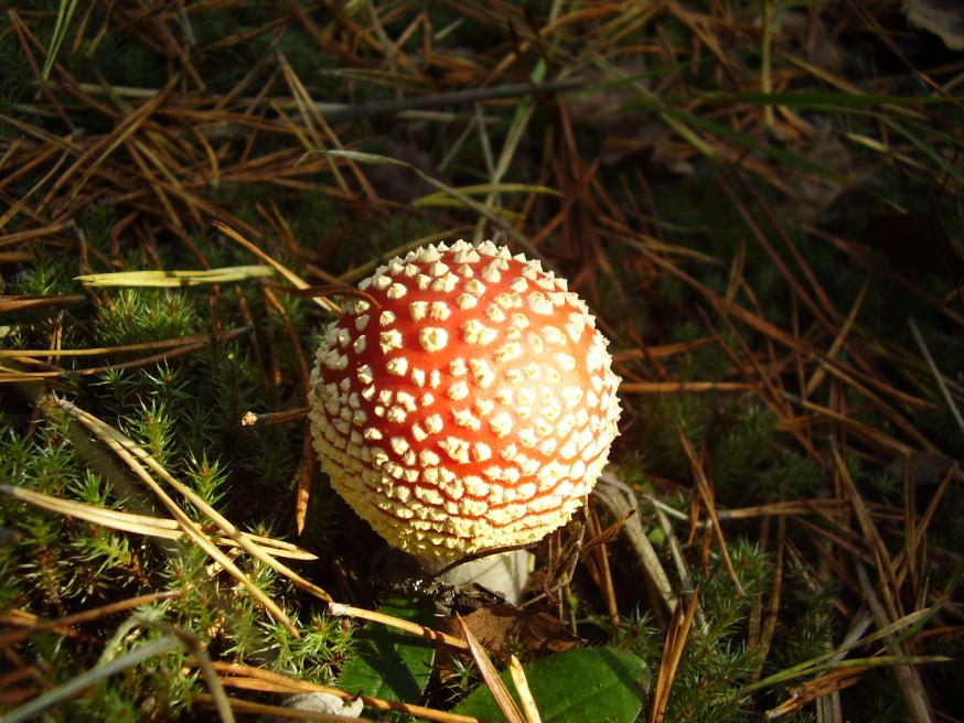 Грибок