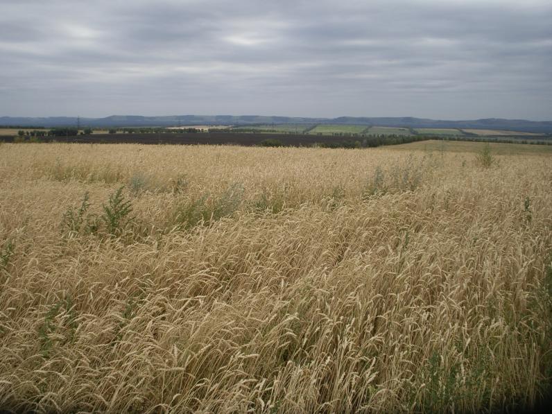 Истинное золото! Поля под Минусинском.