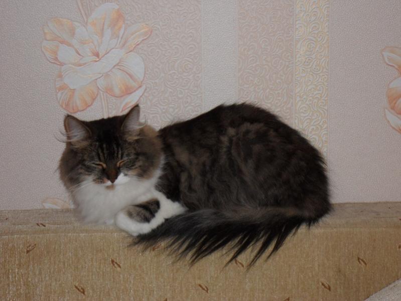 Кошка-ЛИса