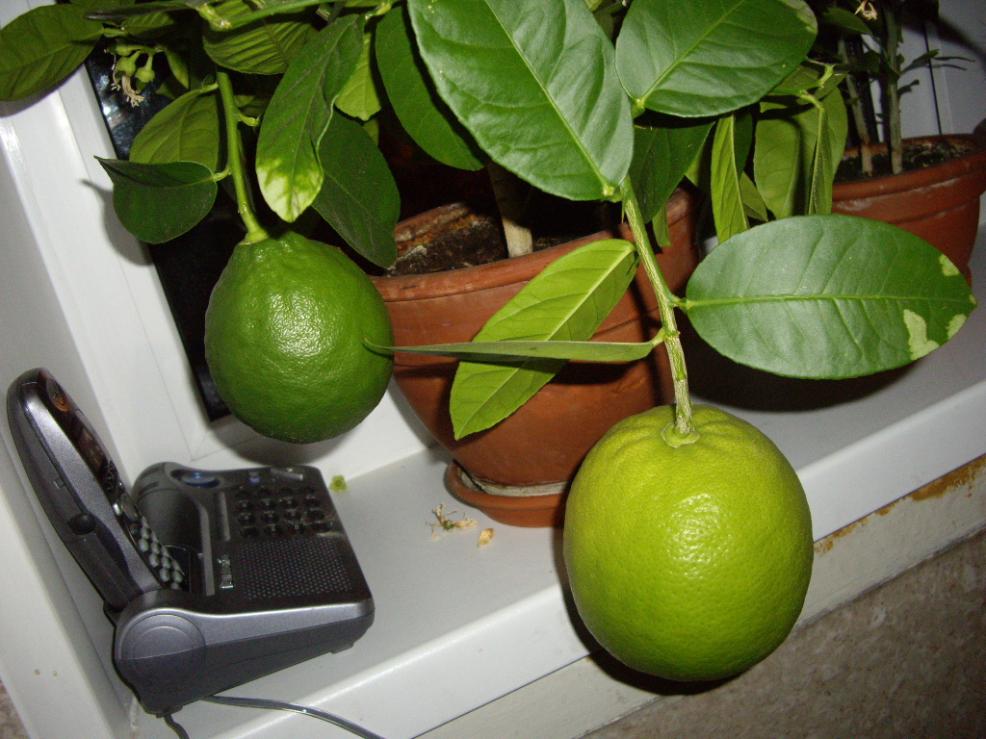 Лимончики дома