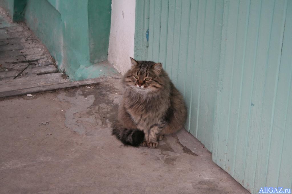 Местный житель.