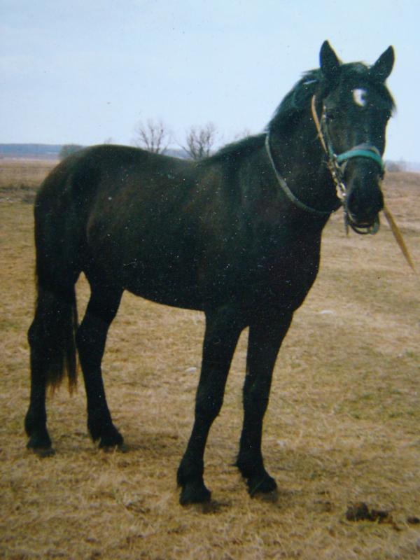 Мой Орел.