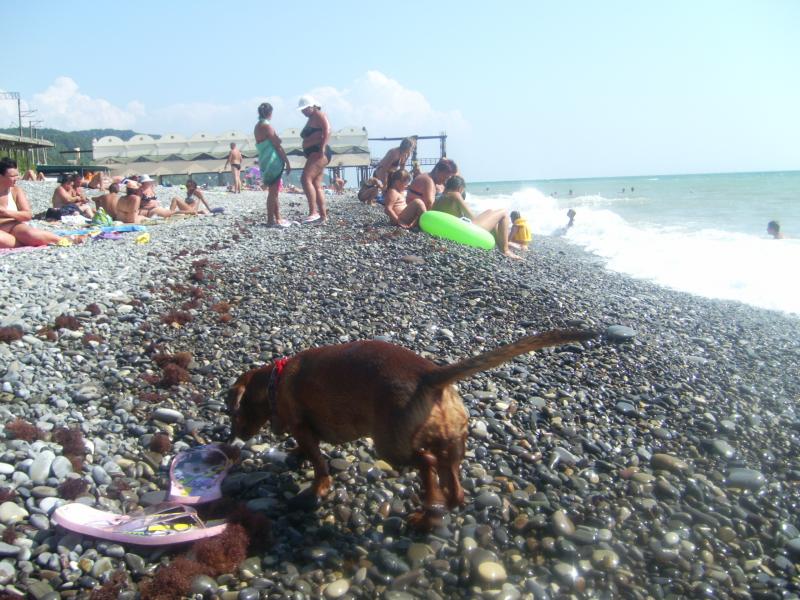 Моя собака на море