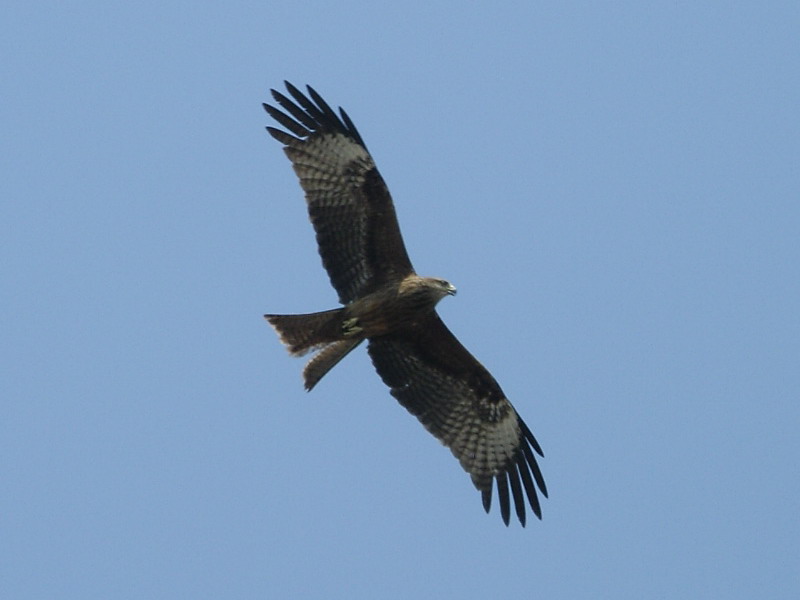 Степной орёл