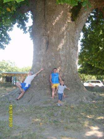 Тюльпановое дерево