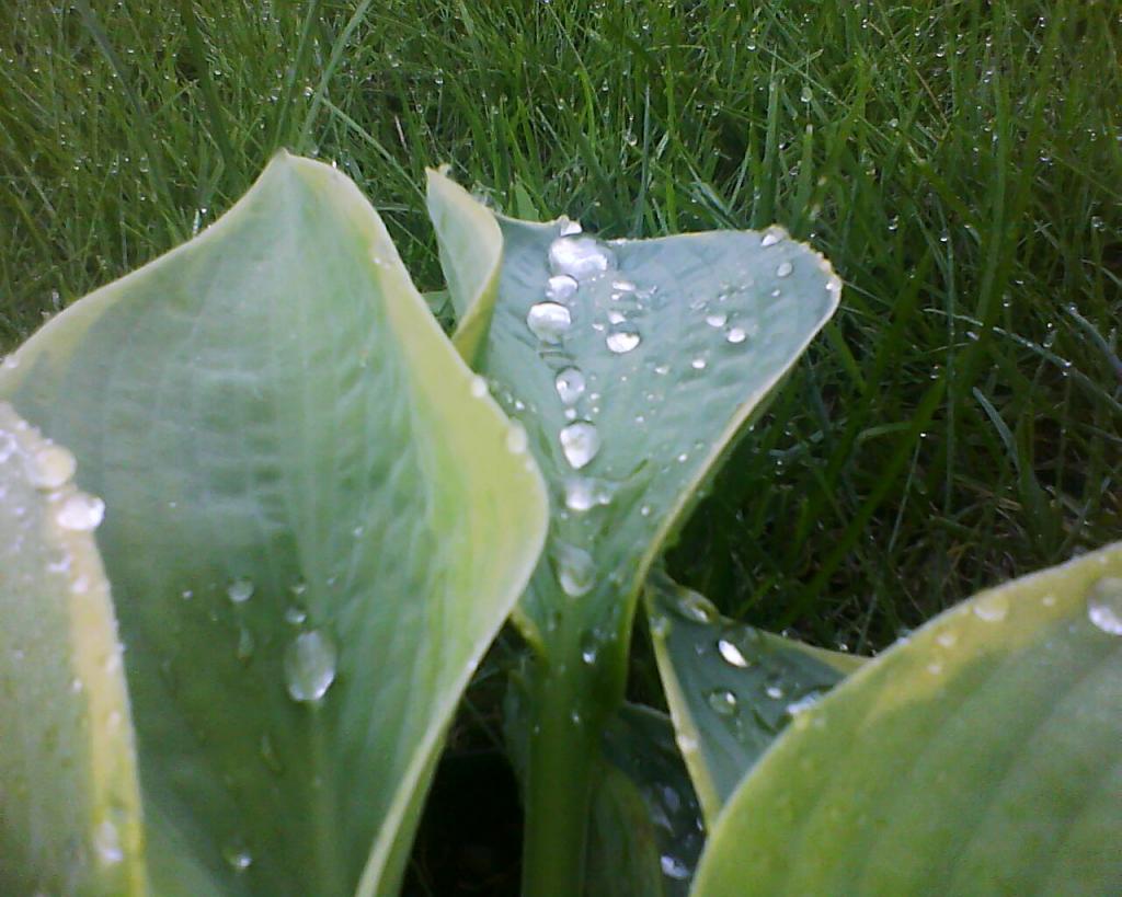 Утром после дождя..... прекрасное однако правда рядом)))))