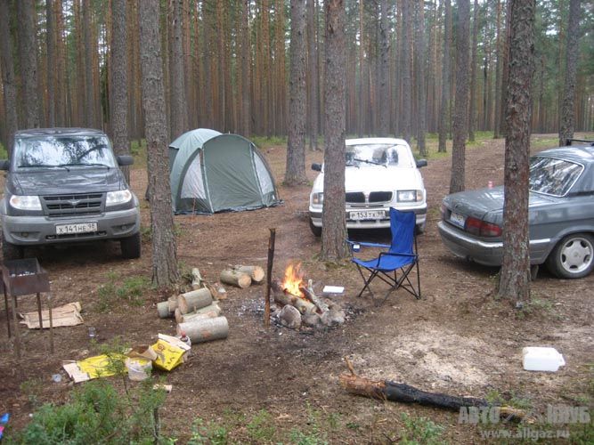 Утро в сосновом лесу