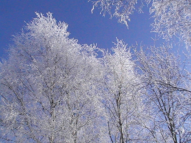 ввв 447
