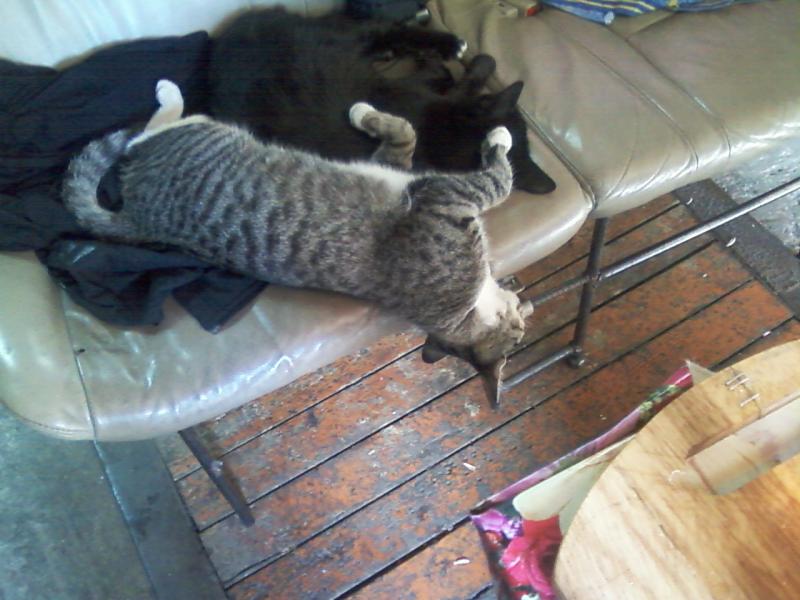 гаражные коты