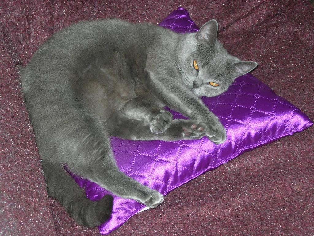 кошак