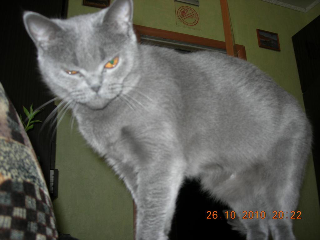 кошак