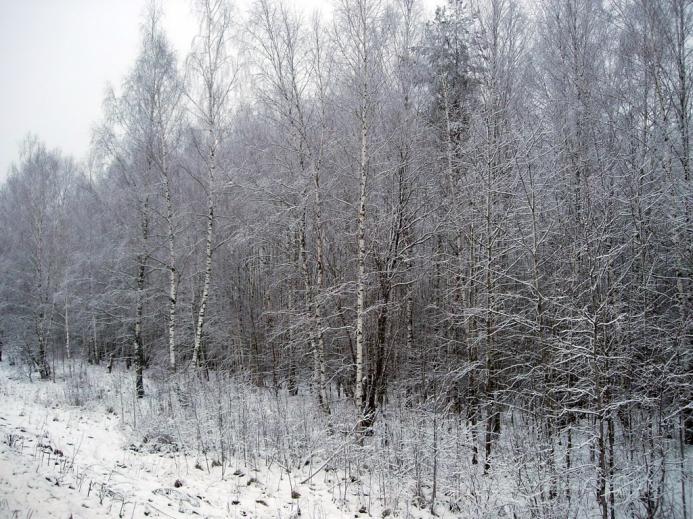 2008 12 11 16 28 51 новый размер