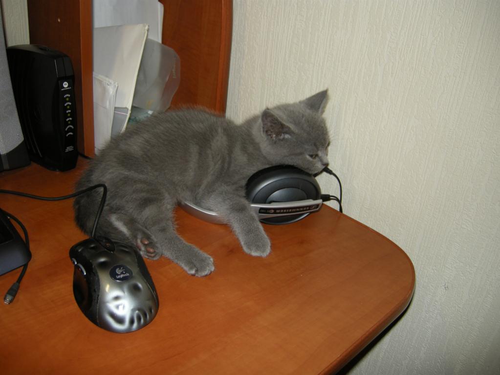 3 мес