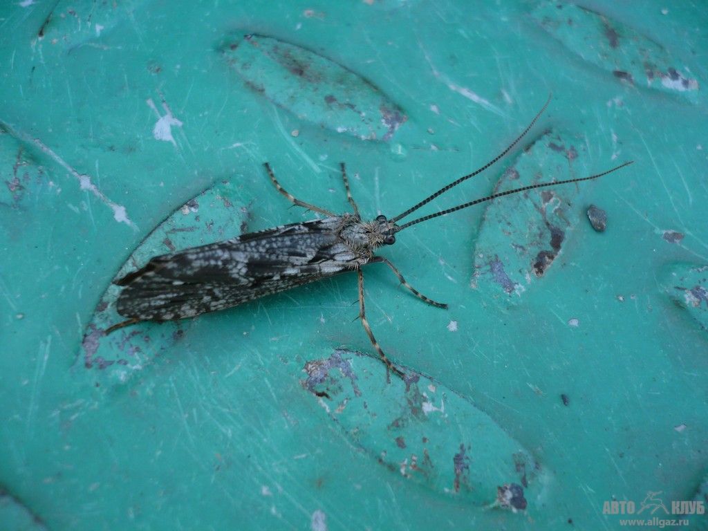 6p1020687