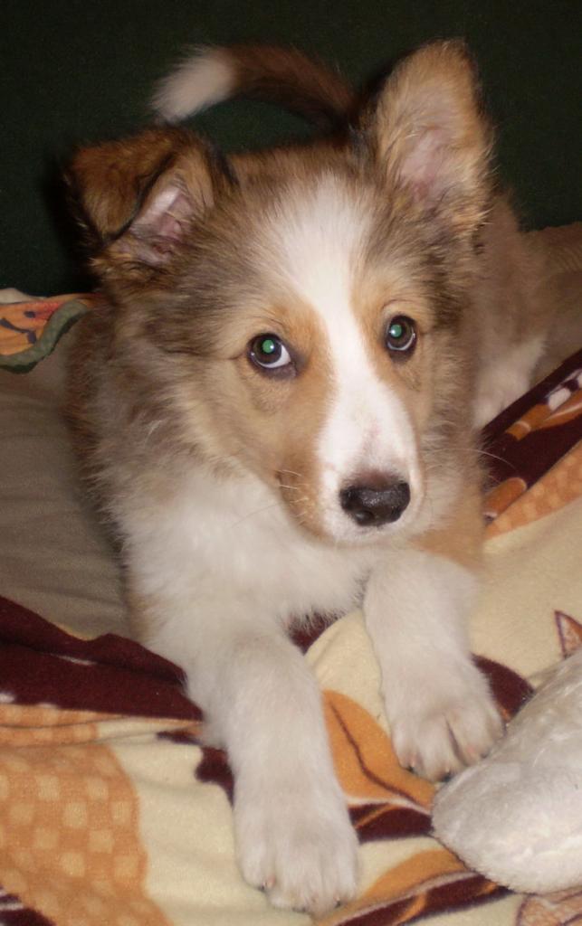 BAS