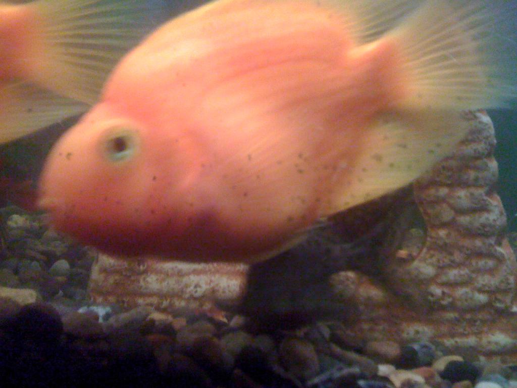 IMG 0260[1]